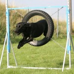 Agility