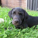 Balin - Welpen-Rettungshund