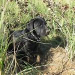 Hund Balin mit brauner Schnauze