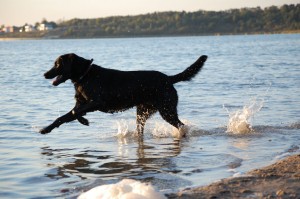 mit dem Hund im Urlaub