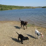 Hunde spielen in Leipzig am See