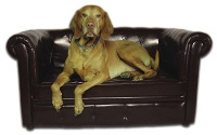 Hundesofa