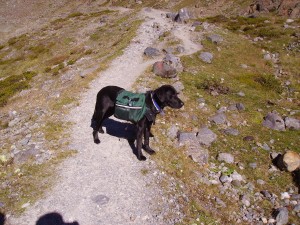 Hundetasche Hunderucksack