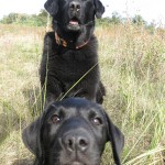 Kira und Balin am Störmthaler See