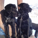 2 Labrador im Schnee