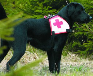 Rettungshund Chicco benötigt ebenfalls besonderes Hundefutter