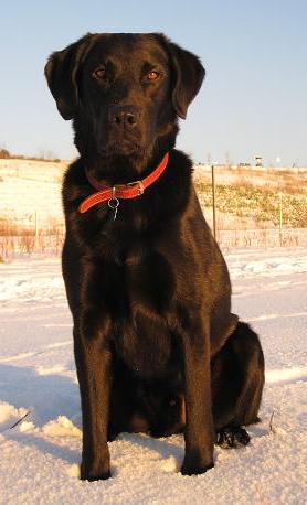 Rettungshund Klingenthal Suchhund Chicco