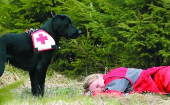 Rettungshund Suchhund