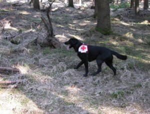 Rettungshunde Flächensuche im Wald