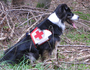 Rettungshundetraining - Kitzingen