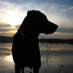 Sonnenuntergang-Stimmung mit Hund