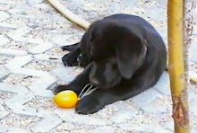 Hund, Welpe, Labrador