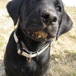 unser Welpe hat Sand gefressen