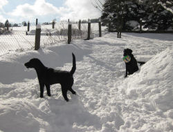 Winter in Klingenthal & Hunde