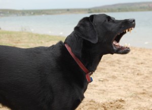 Zähne fletschender Hund